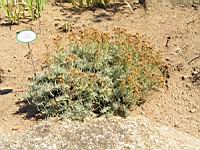 Santolina neapolitana 'Edward Bowles' (en Corse) (01) (Photo F. Mrugala)